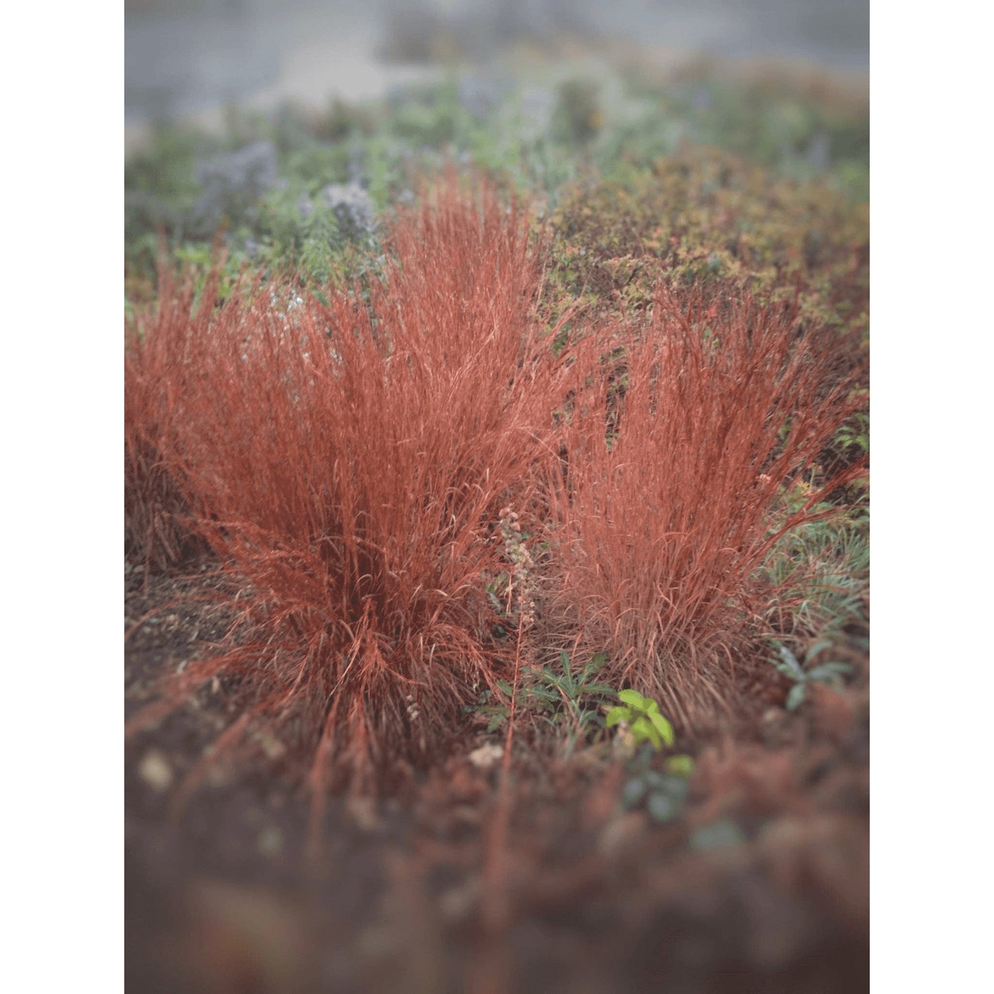 Schizachyrium scoparium or Andropogon scoparius (Little Bluestem)