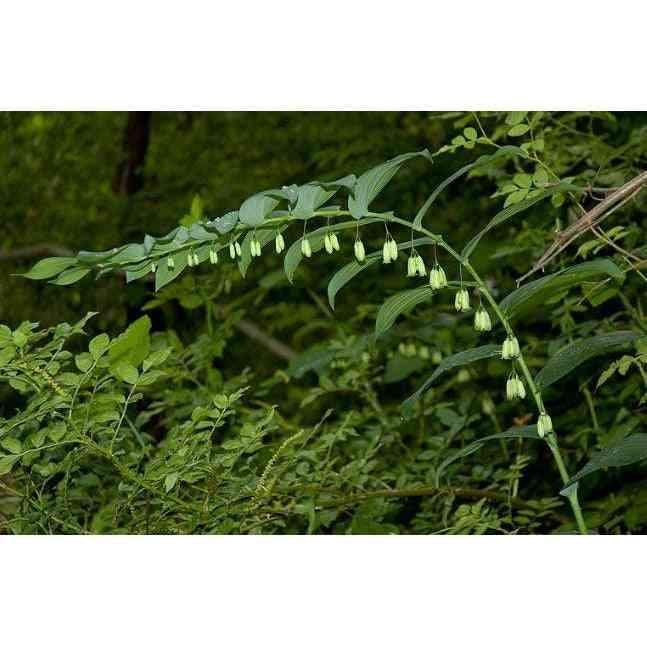 Polygonatum biflorum var. commutatum (Great Solomon's Seal)