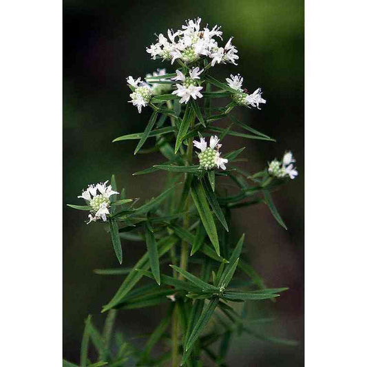 Pycnanthemum virginianum (Common Mountain Mint)