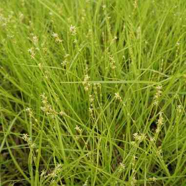 Carex radiata (Straight-styled Wood Sedge)