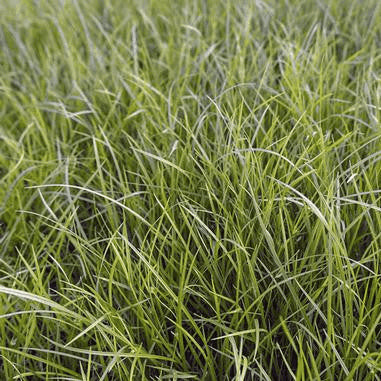 Carex jamesii (Grass Sedge)