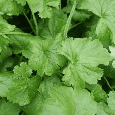 Heuchera richardsonii (Prairie Alumroot)