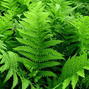 Matteuccia struthiopteris (Ostrich Fern)