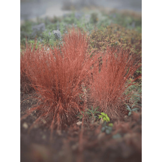 Schizachyrium scoparium or  Andropogon scoparius (Little Bluestem)