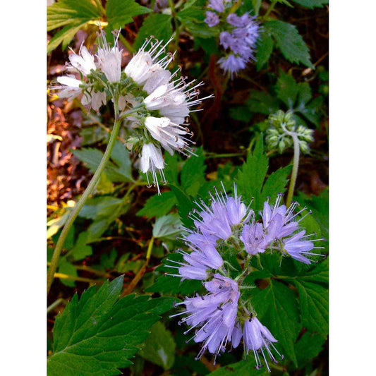Hydrophyllum virginianum (Virginia Waterleaf)