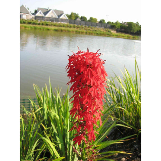 Lobelia cardinalis (Cardinal Flower)