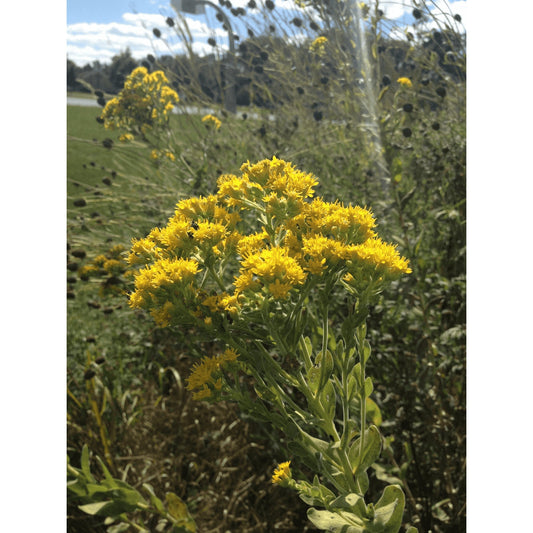 Oligoneuron rigidum / Solidago rigida (Stiff Goldenrod)