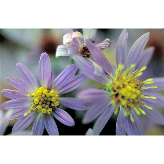 Symphyotrichum shortii (Short's Aster)