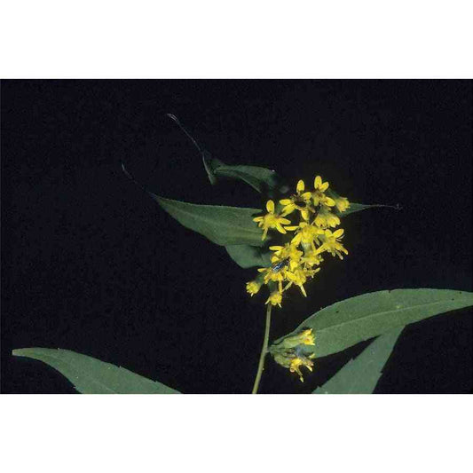 Solidago caesia (Blue-Stemmed Goldenrod)