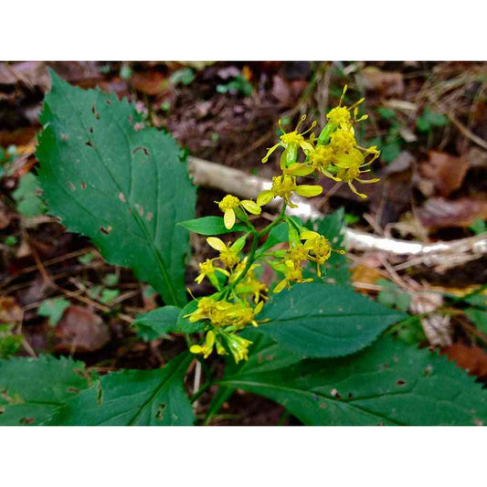 Solidago flexicaulis (ZigZag Goldenrod)