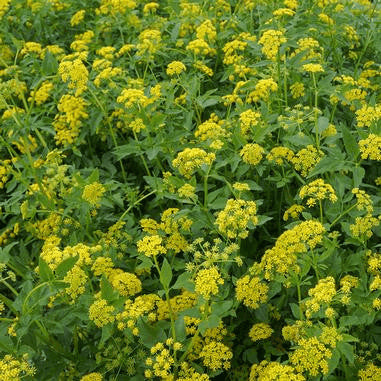 Zizia aurea (Golden Alexanders)